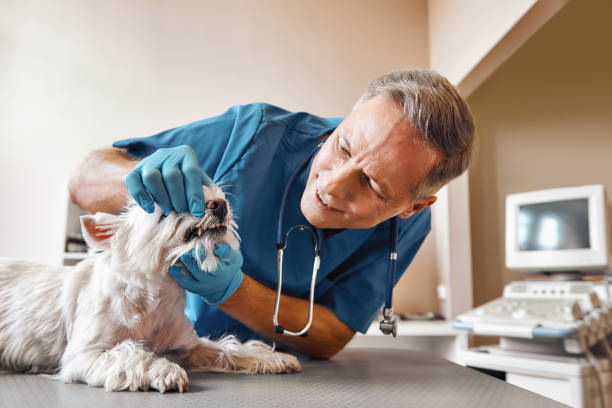 Best Emergency Root Canal Treatment in Mill Creek, WA
